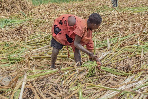 The Bitter Taste of Sugar: A Photo Story on the Effects of Sugar Production in Luuka District